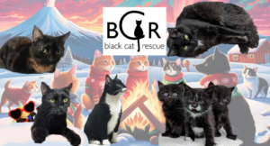 Black Cat Rescue Charity